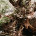 Der kleine Wanderpfad in der Schlucht von Richtis auf Kreta